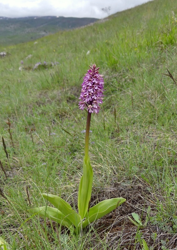 Orchis xhybrida (Orchis militaris x Orchis purpurea) altopiani abruzzesi - giugno 2018